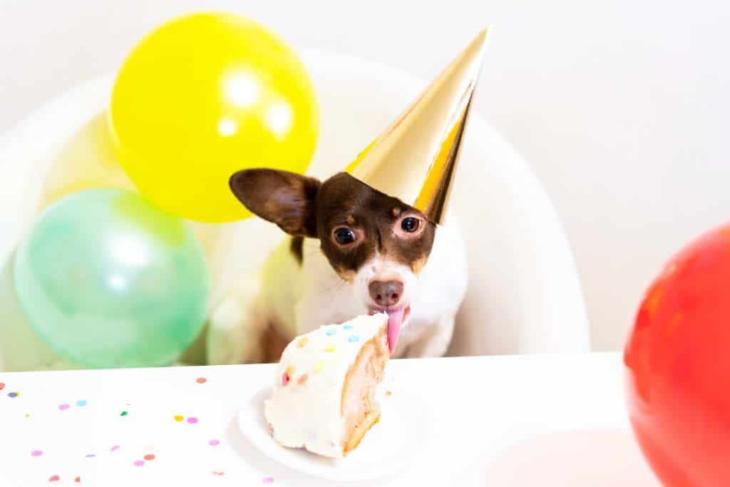 best treat for dogs birthday