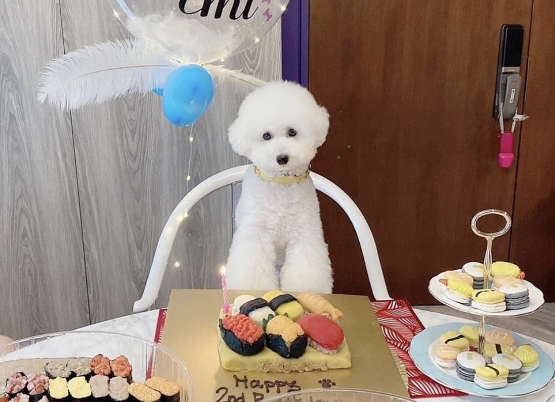 Edible dog cakes near me sale