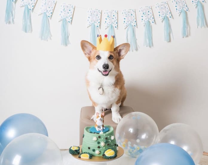 Wholesome Paws customised dog birthday cake