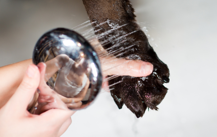 Woman cleaning her dog's paws using tap water