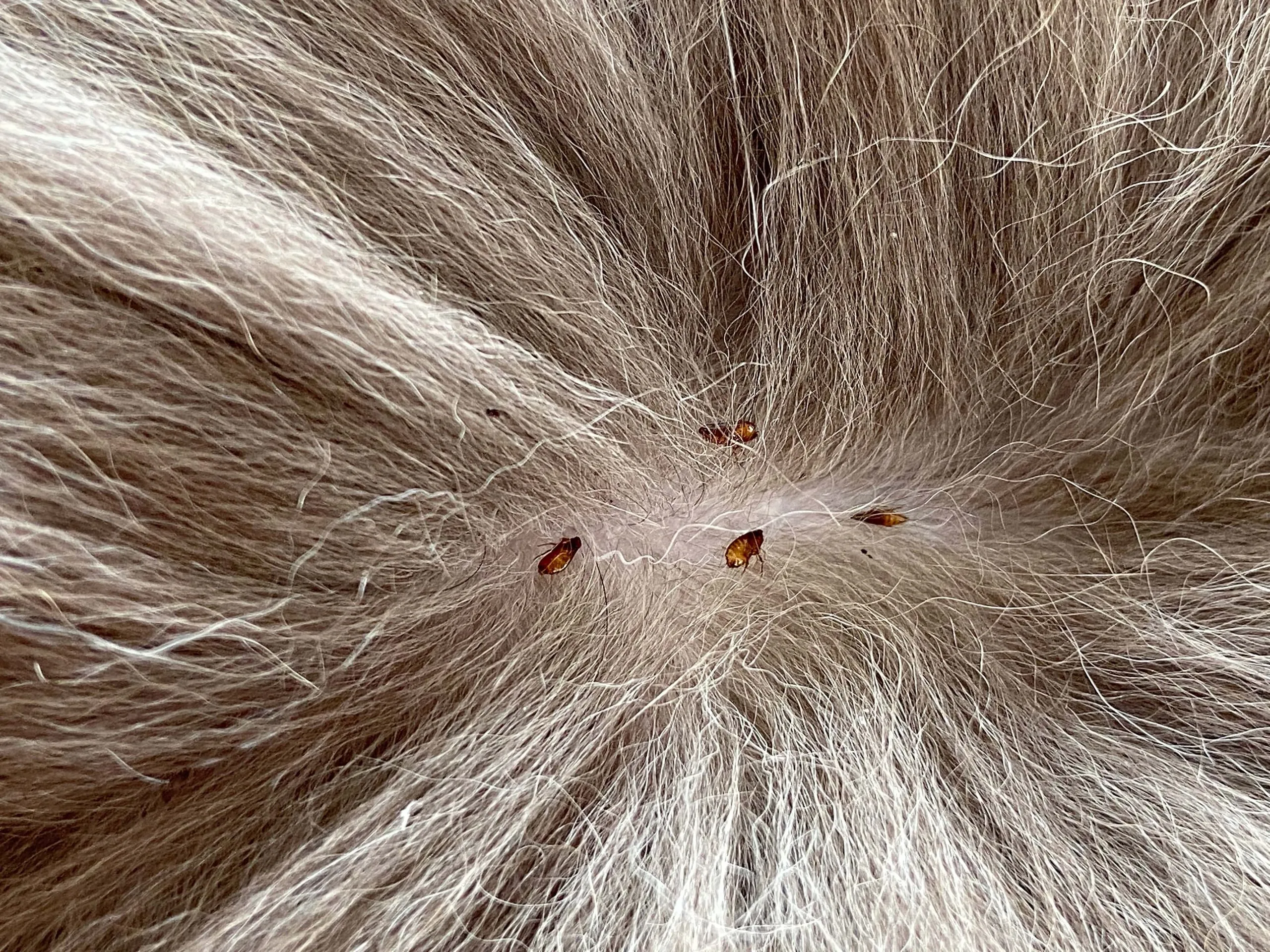 flea eggs on cat fur