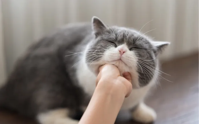 Grey and white cat enjoying a chin scratch