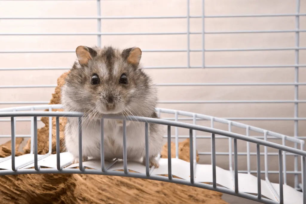 Campbell's Dwarf hamster on a bridge