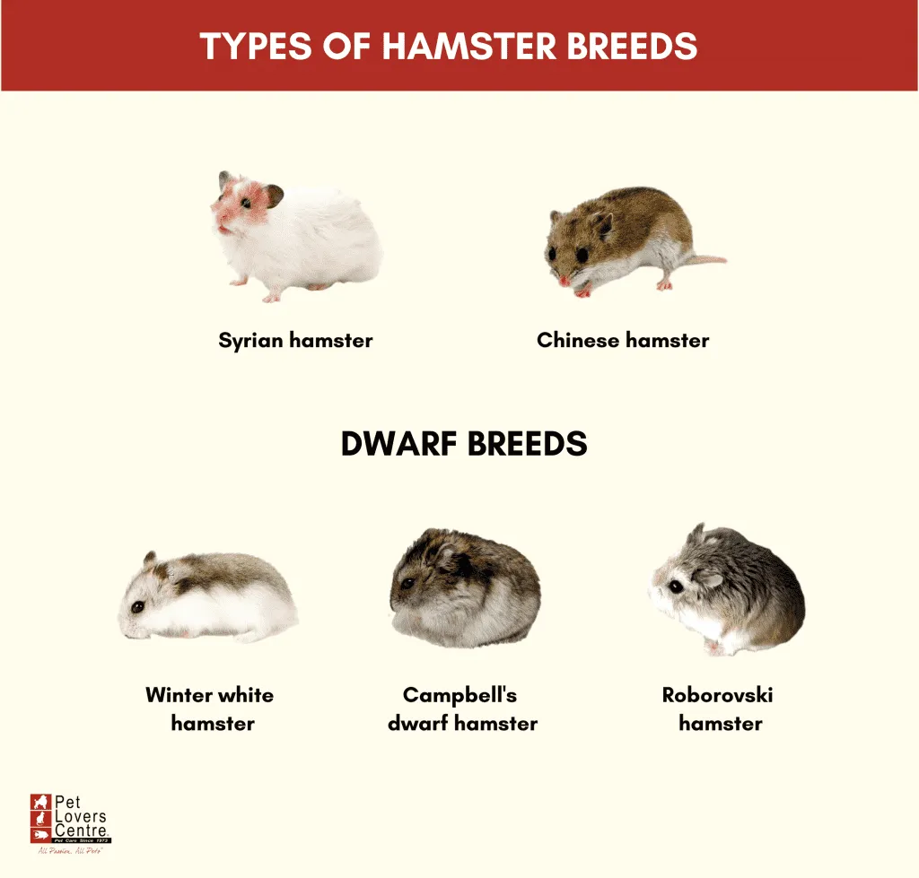 5 Types of Hamster Breeds: Personality Traits + Tips for Caring