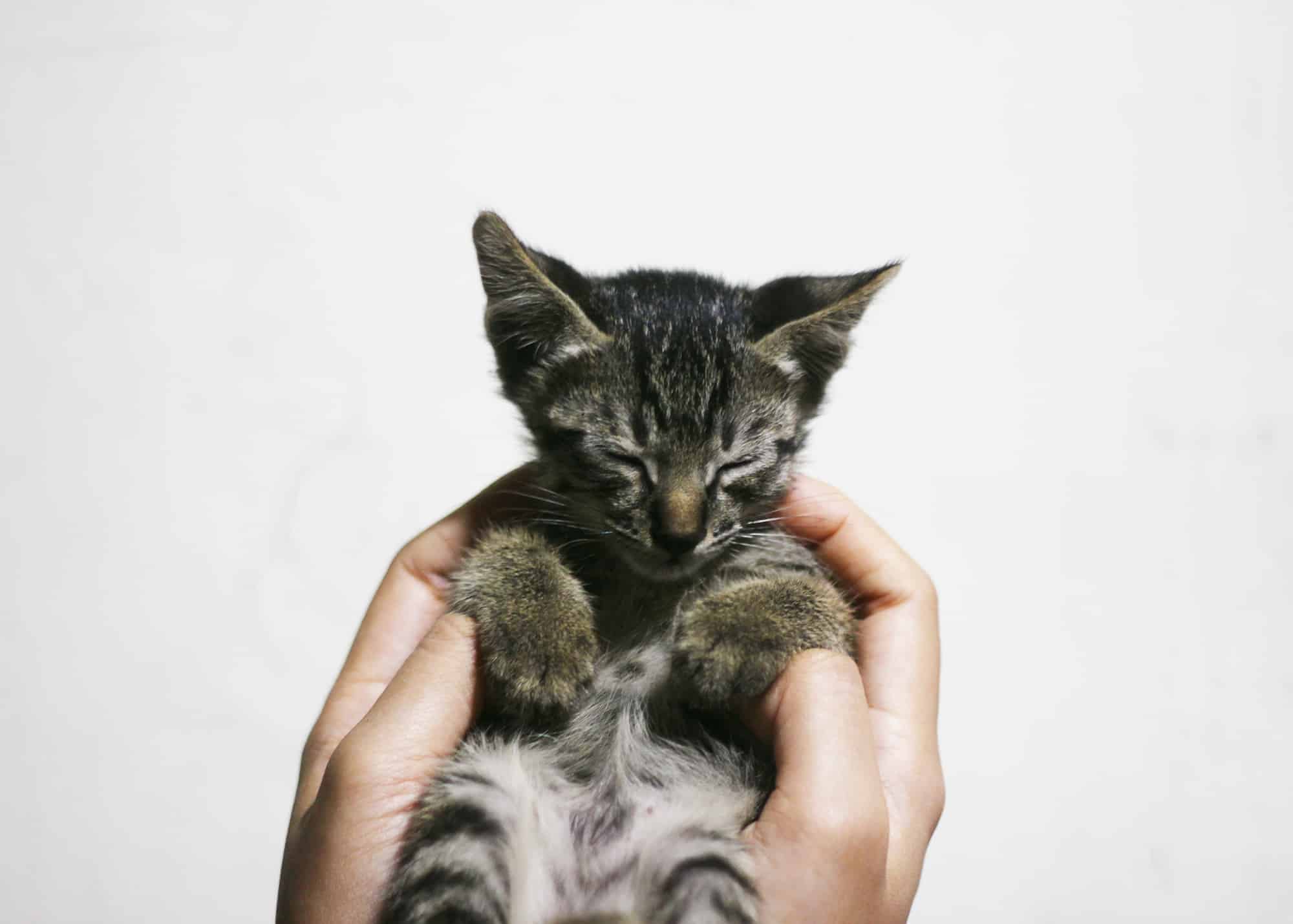 9 Cat Adoption Centres In Singapore 2021 Costs