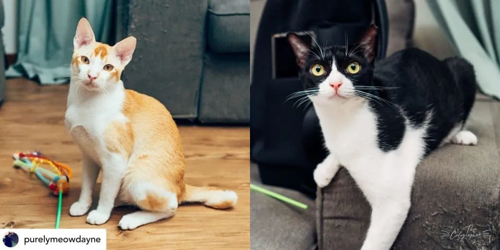 2 cats up for adoption at Purely Adoptions