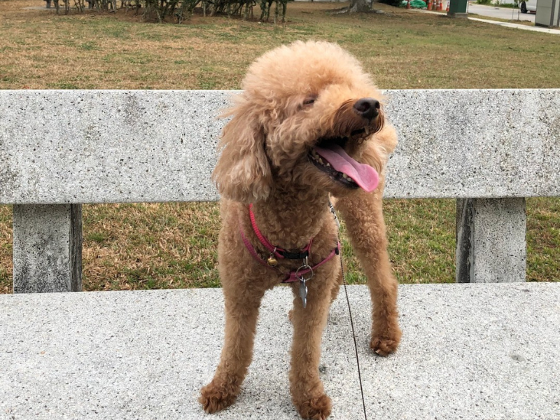 Dog standing on a concrete bench sticking its tongue out