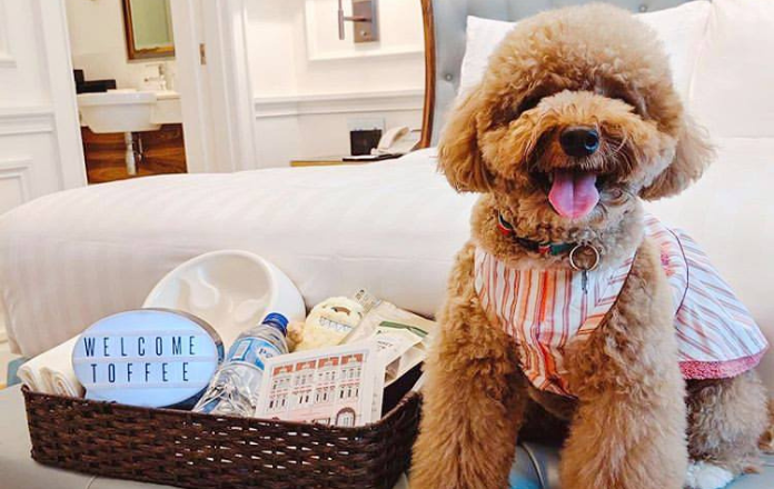 Dog staying at Intercontinental Singapore welcomed with a basket filled with goodies