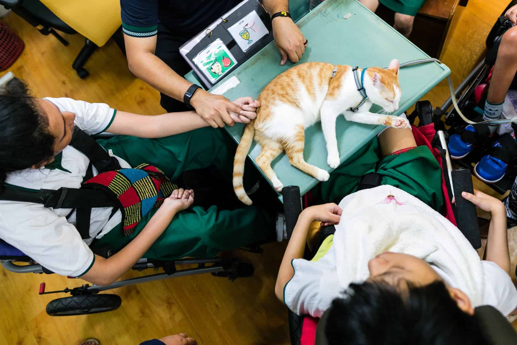 Cat laying on a table surrounded by people