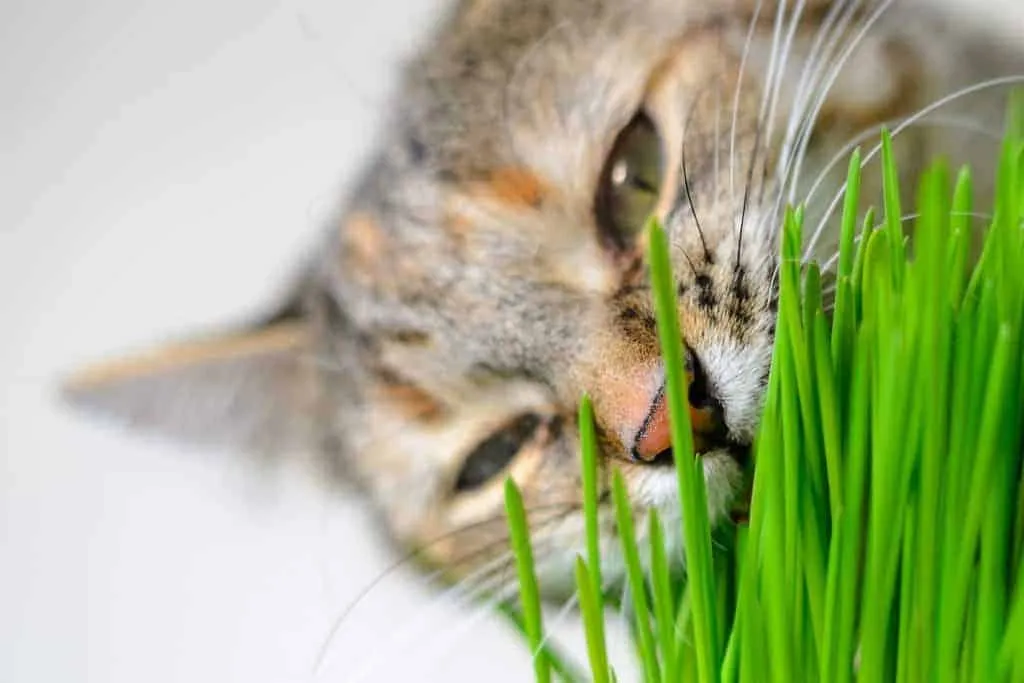 The Ultimate Guide To Cat Grass What Is It How To Grow It Yourself