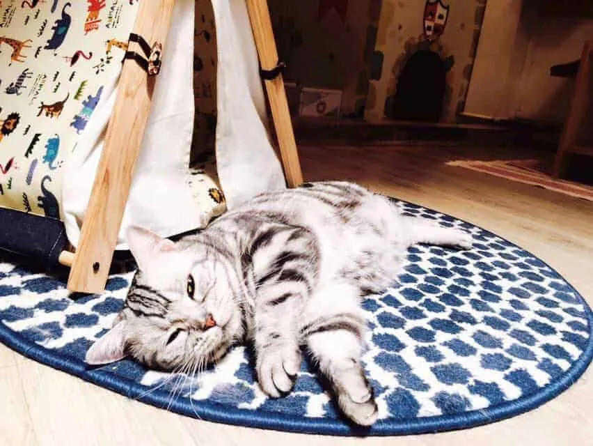 Cat lying down on a mat