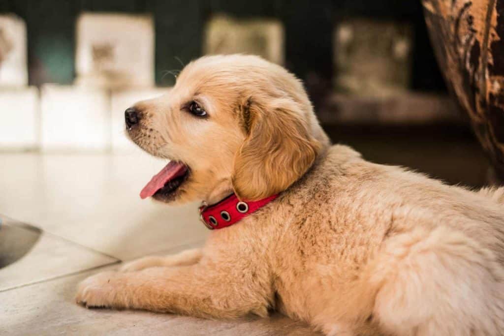 Puppy lying on the countertop while yawning