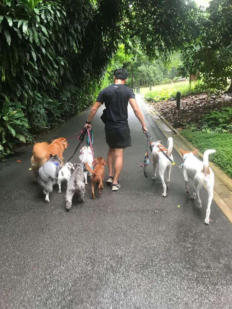 Darren walking a group of dogs in the park