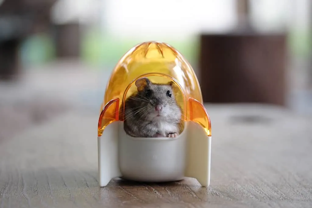 Cute Hamsters GO CRAZY in sand bath