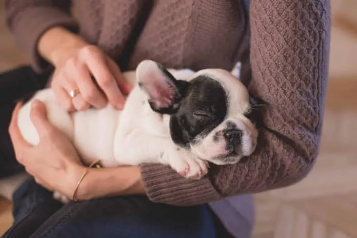 Dog sleeping in human's arms