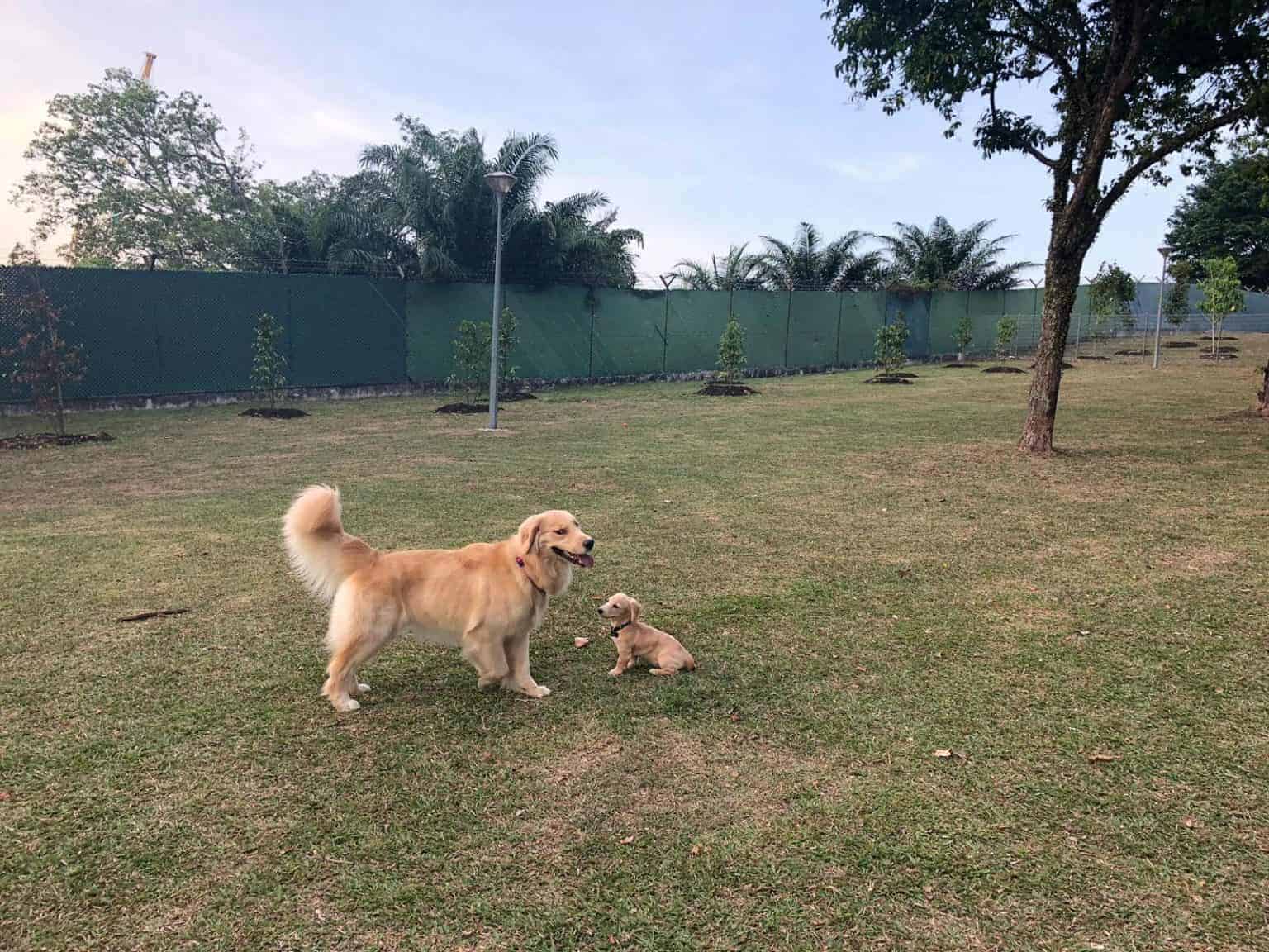 Sembawang Park Dog Run