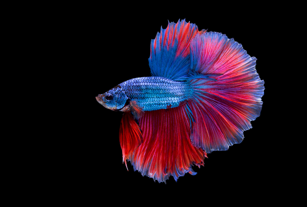 Kinds fashion of betta fish