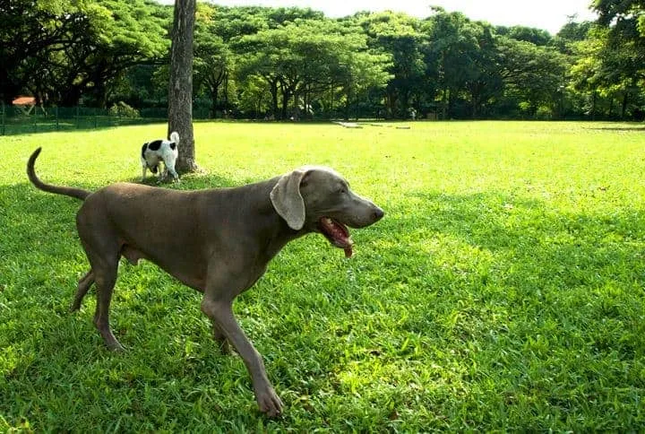 7 Best Dog Parks And Runs To Visit In Singapore 19