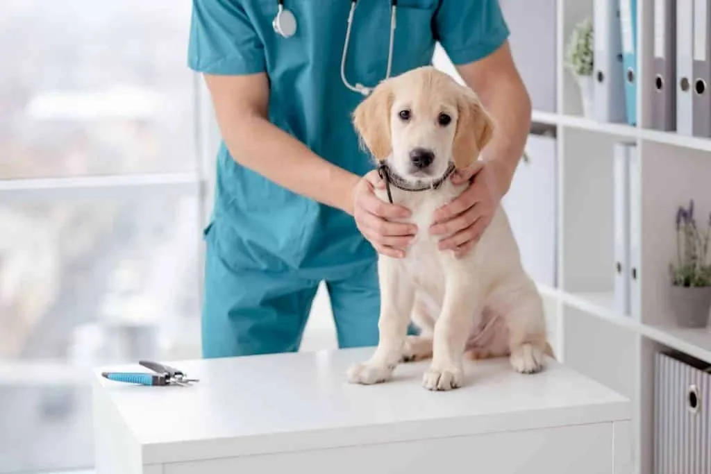 Puppy at the vet