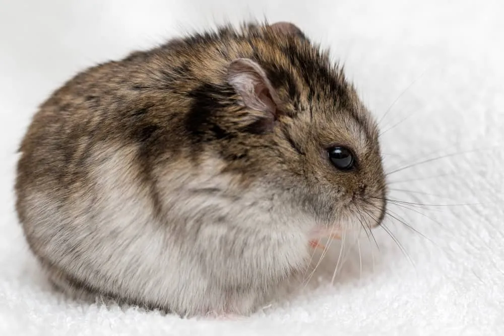 Campbelli Dwarf Hamster Information