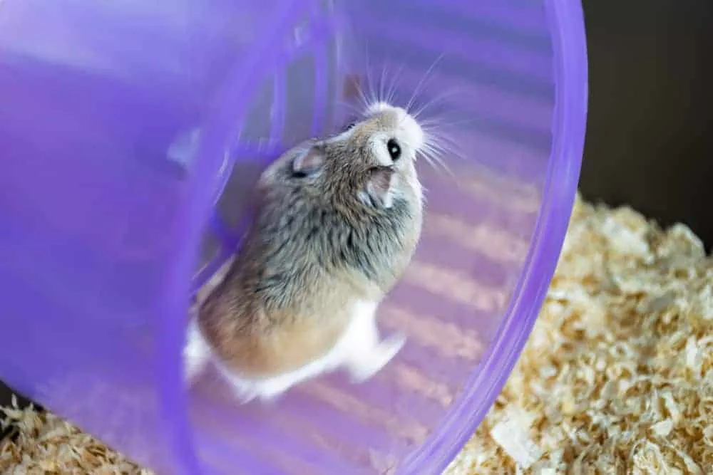 5 Types Of Hamster Breeds Personality Traits Tips For Caring,Mind Eraser Meme