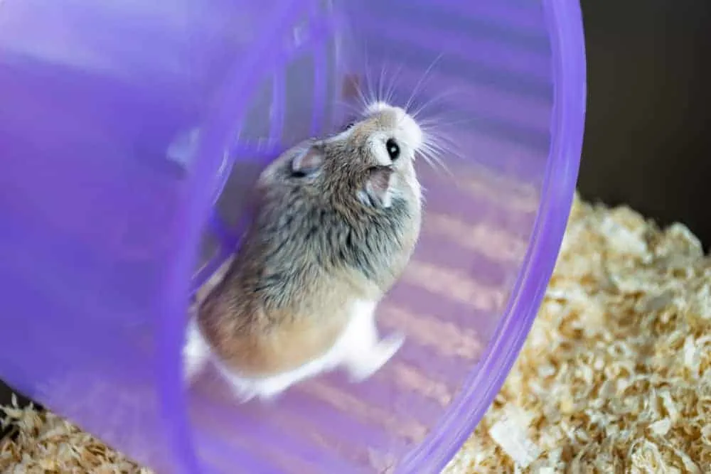 robo dwarf hamster sleeping