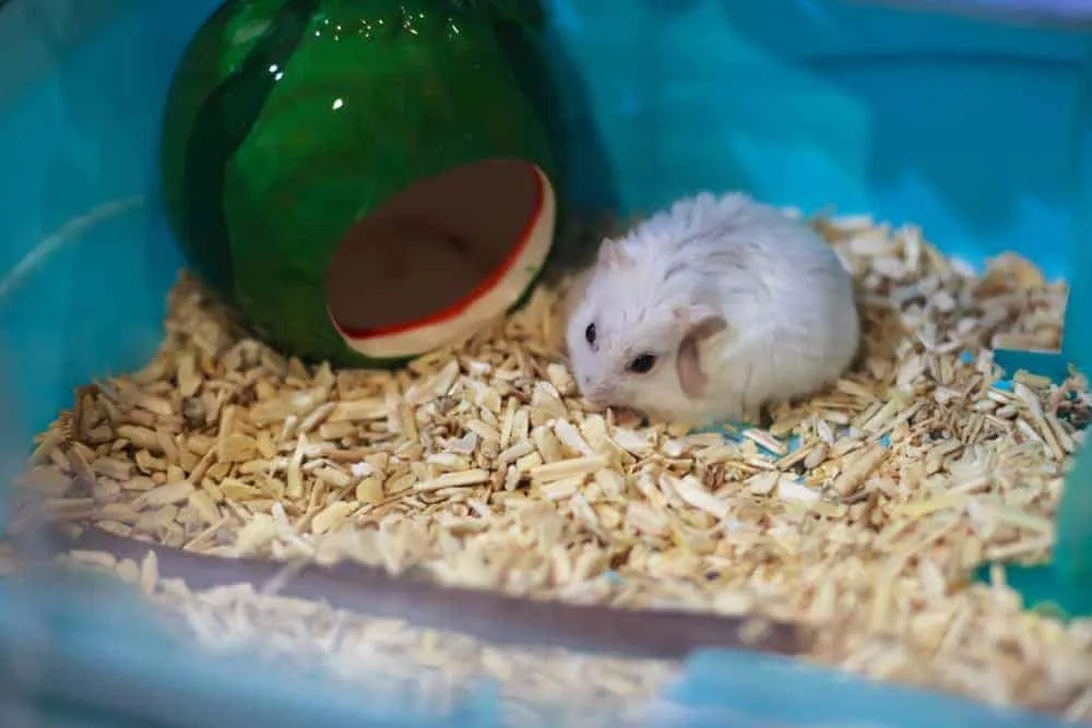 DJUNGARIAN HAMSTER LIFE EXPECTANCY