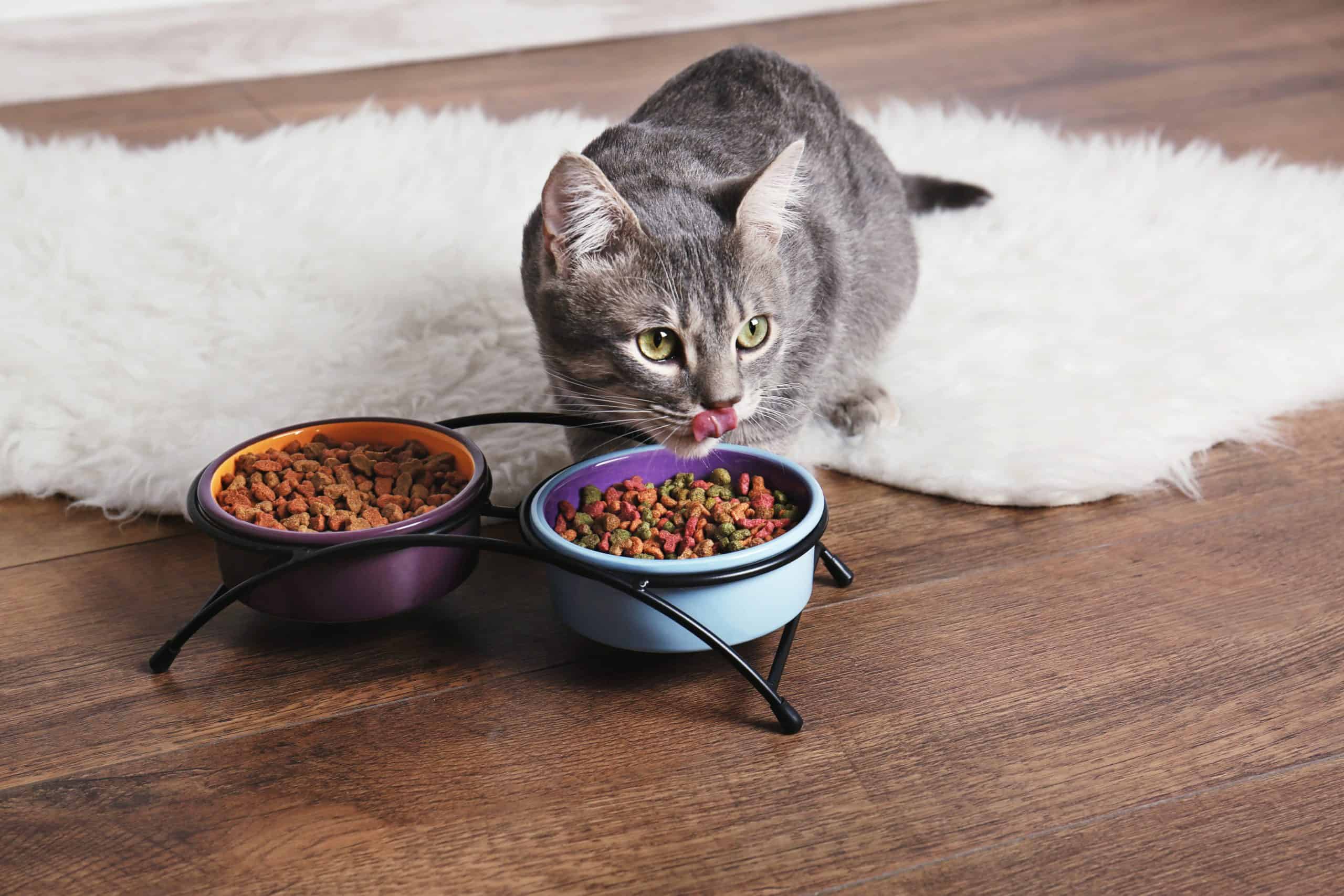 6 Best Hypoallergenic Cat Food 2020 Backed By Pet Experts