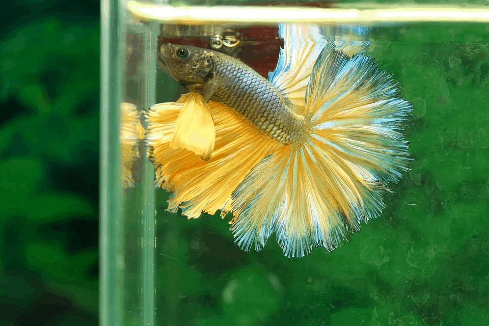 15 FAQs About Betta Fishes [+ Advice From Vets And Experts]