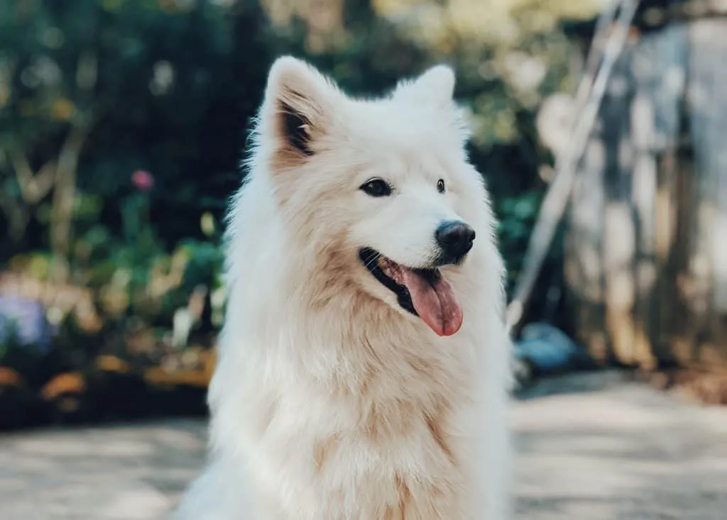 how expensive is a samoyed