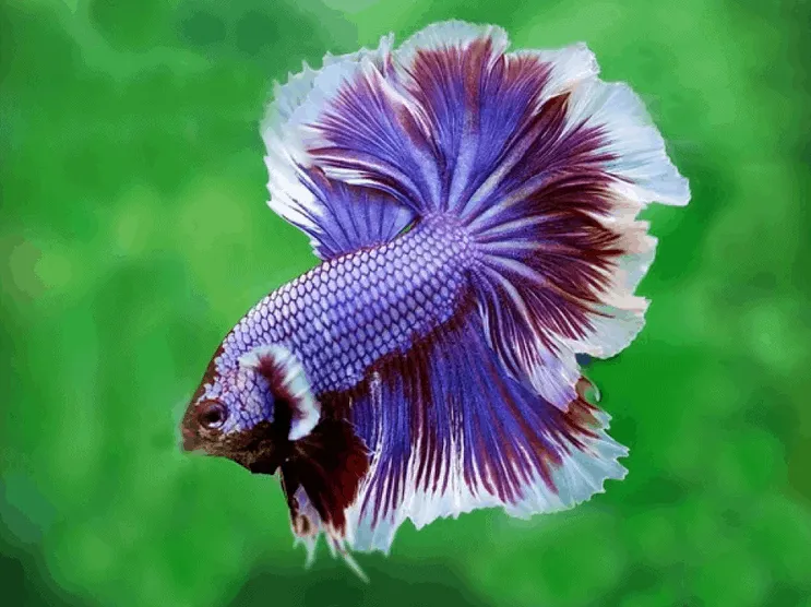 Top 13 Beautiful Types Of Rare Betta Fish By Tail Pictures