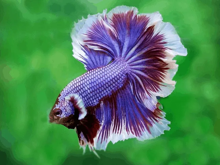 Best betta fish hot sale in the world