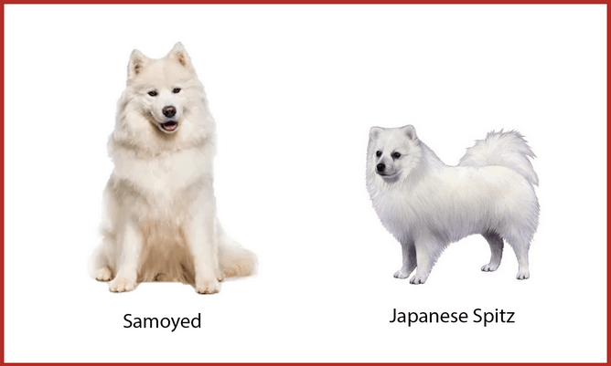 Samoyed spitz hot sale