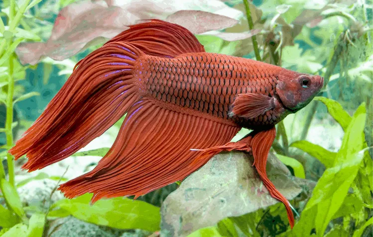 15 Most Beautiful Types of Betta Fish With Pictures FAQs