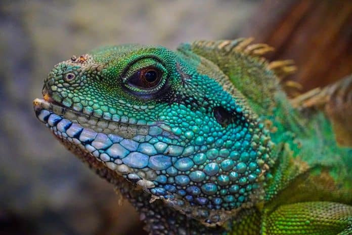 Closeup of a reptile
