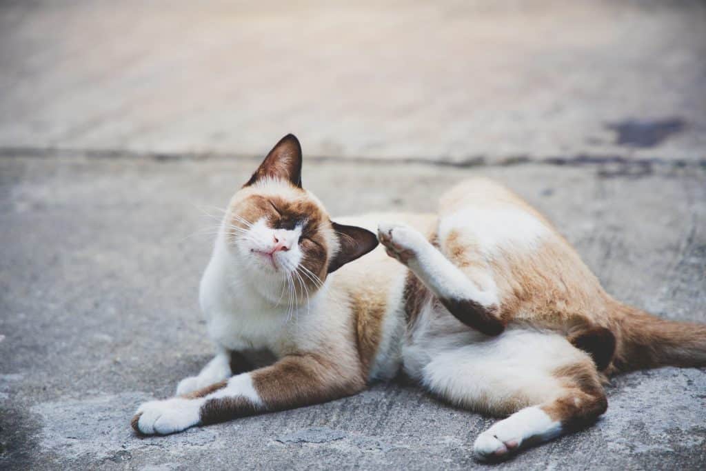 Treating hotsell cat mange