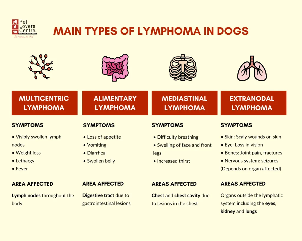 Infographic: Main types of lymphoma in dogs