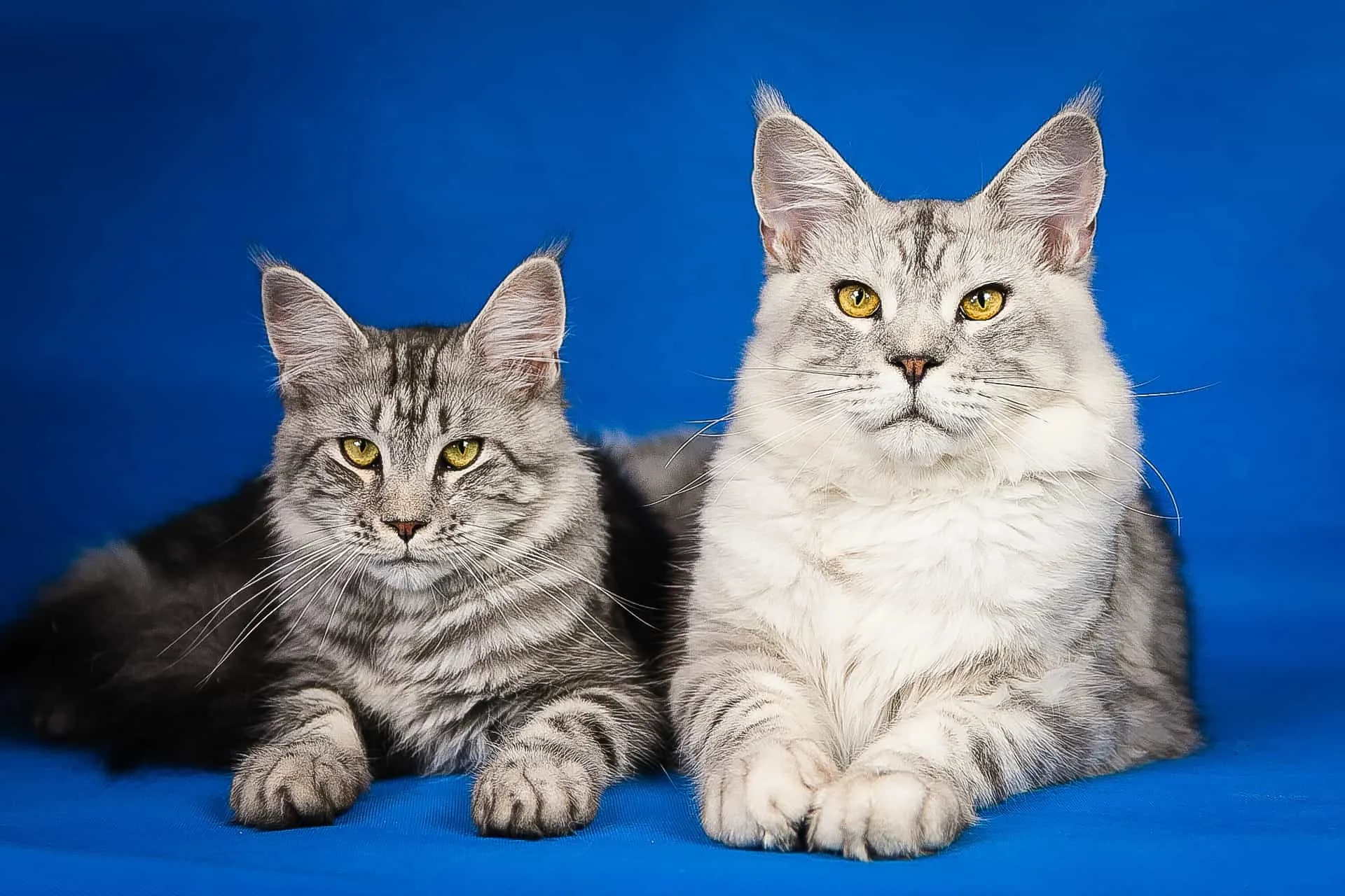 How To Keep Maine Coon Cats from Matting? (According to Vets) 