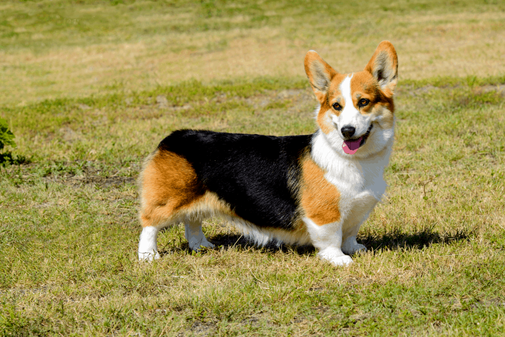 Owning corgi 2024 in hdb