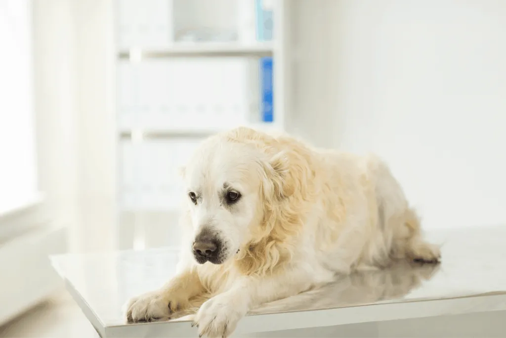 Dog lying down on a table