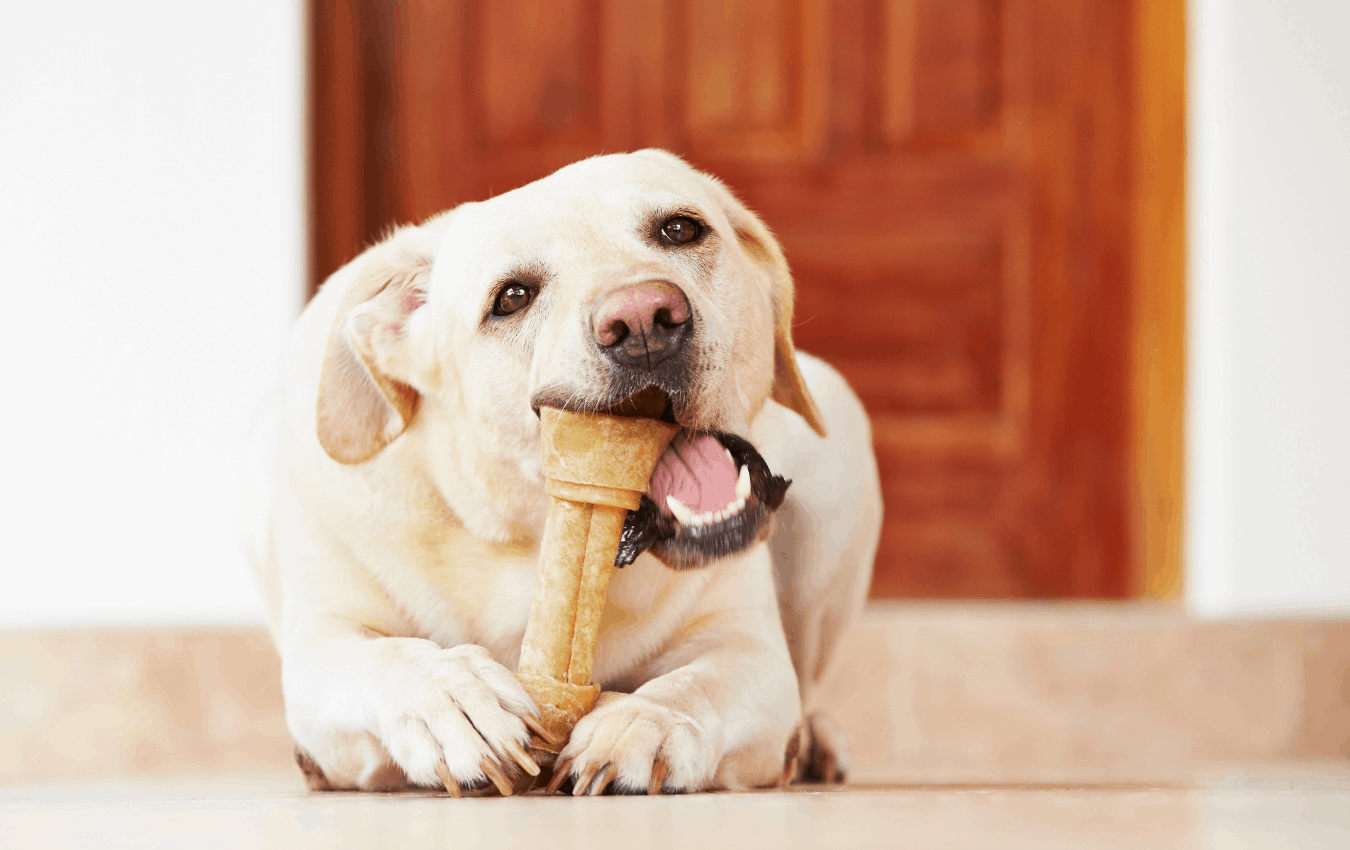 Dog ate shop rib bone whole