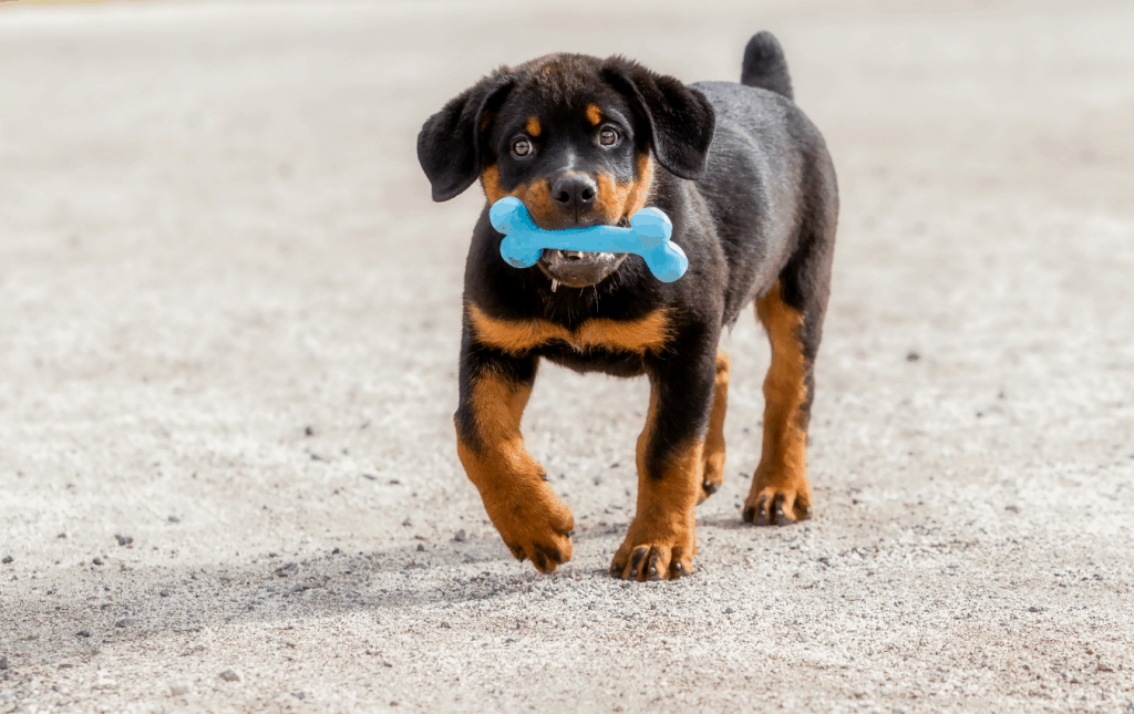 Dog ate baby on sale back rib bones