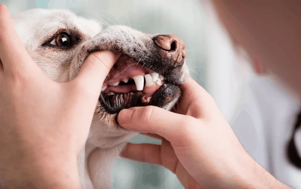 Dogs eat hotsell rib bones