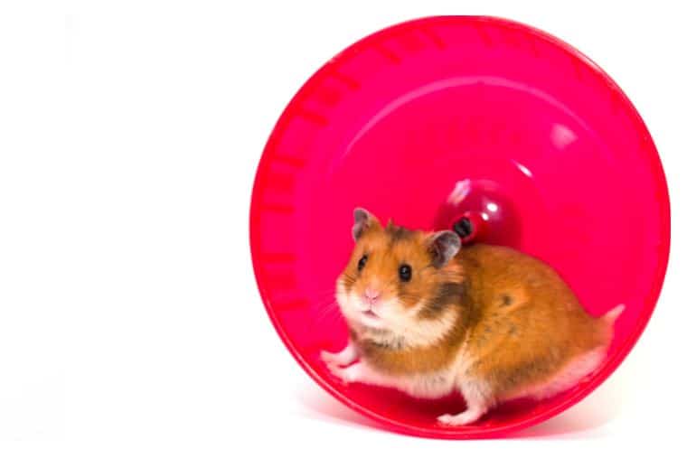 Syrian Hamsters in Singapore: Care & Prices [+ Expert Tips]