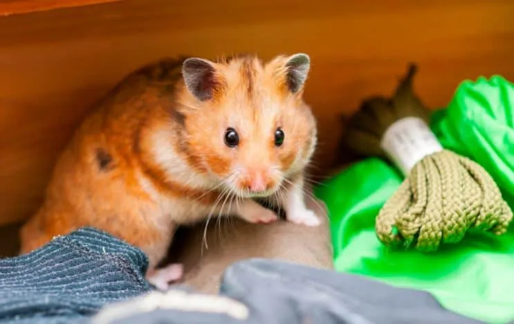 Syrian Short Coat Hamsters For Sale at Pet Lovers Centre Singapore