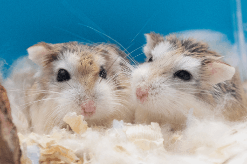 Hamster life expectancy: how long can a hamster live? - Versele-Laga