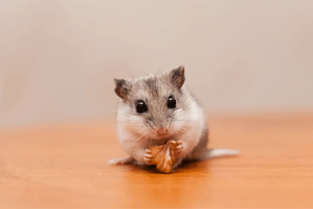 cute dwarf hamsters