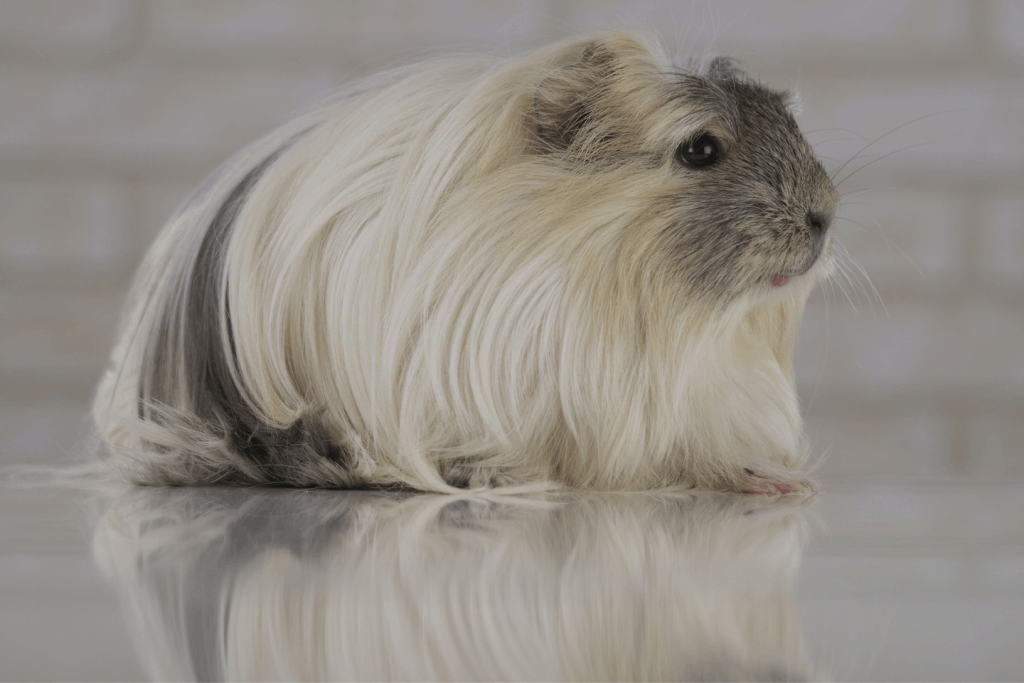 Grey and white Coronet guinea pig