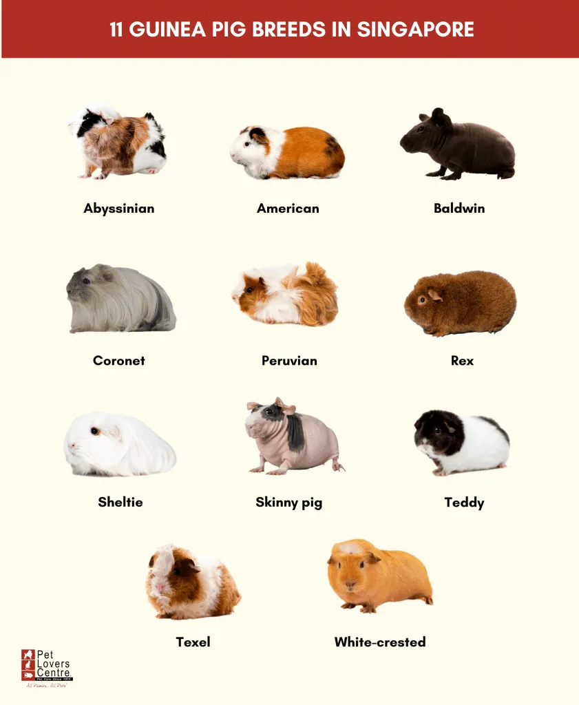 Guinea pig breeds infographic 
