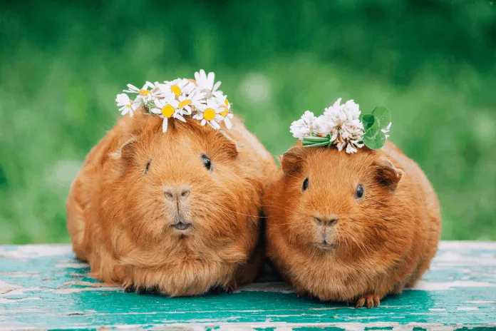 Guinea pigs with flower crowns